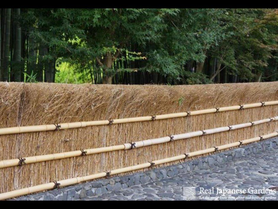 Ива забор живой