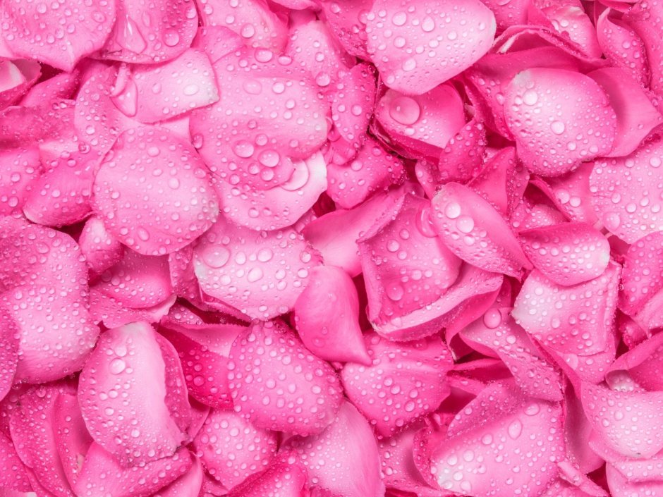 Розовый цвет