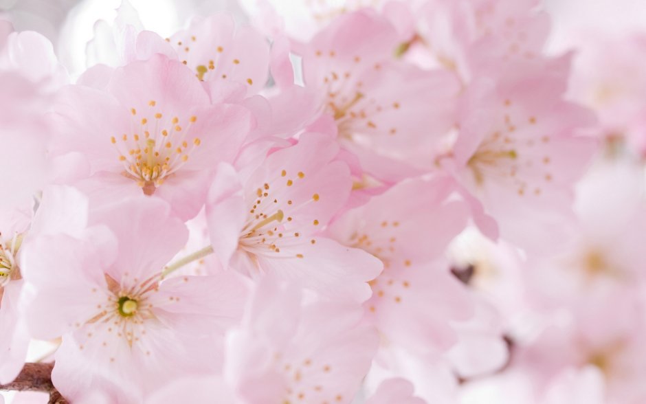 Лепестки розовых роз