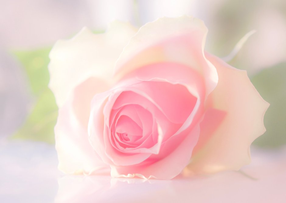 Бледно розовые розы