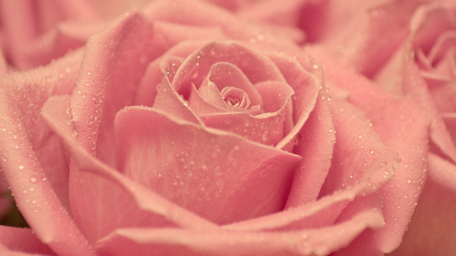 Пудровые пионы