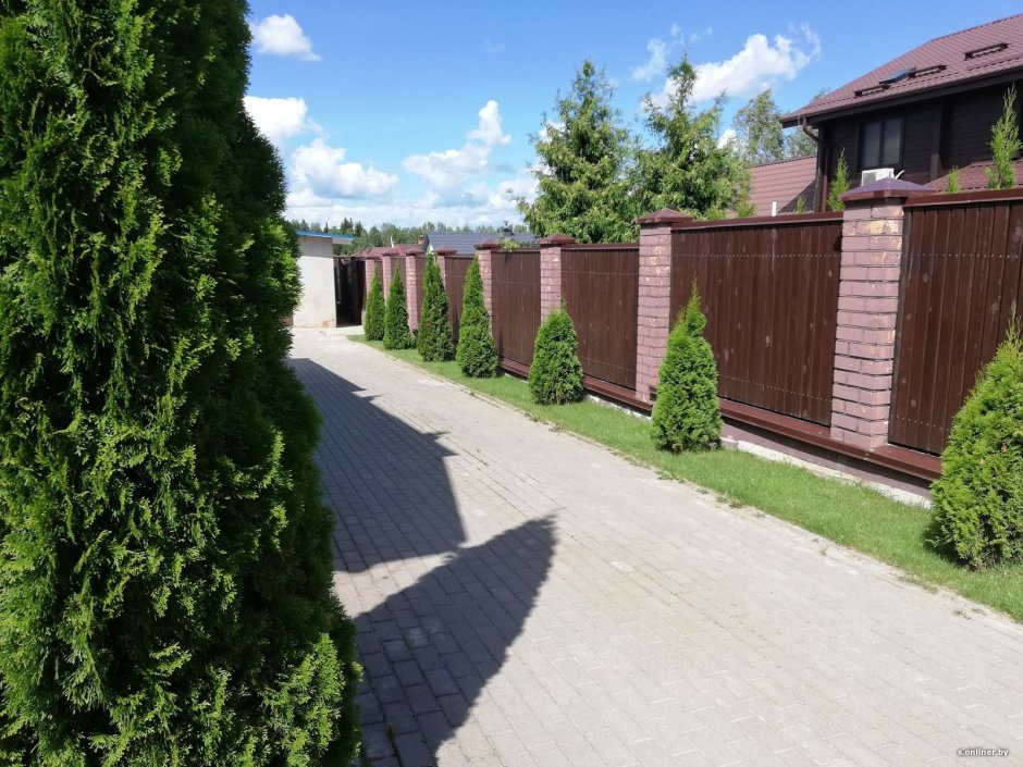 Туя Смарагд входная группа