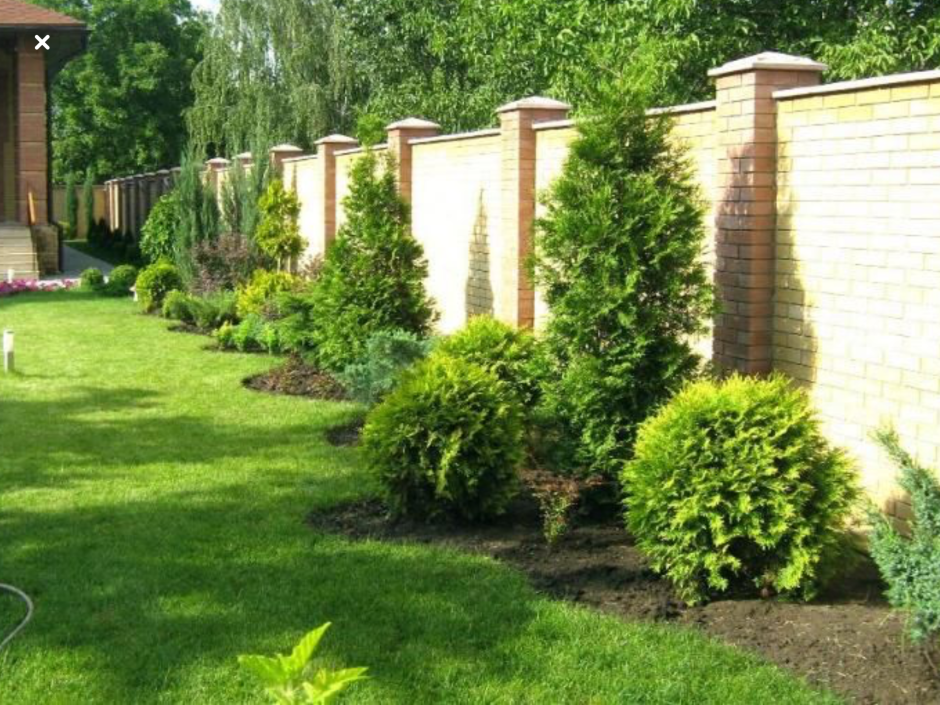 Живая изгородь перед забором