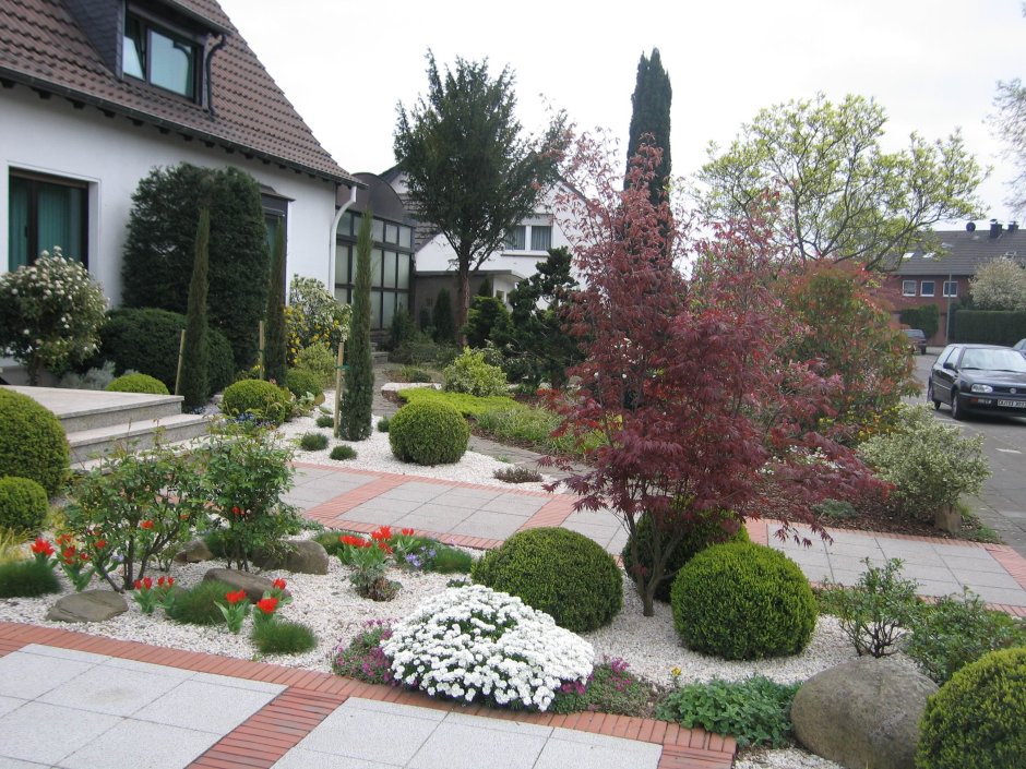 Живая изгородь из туи Даника