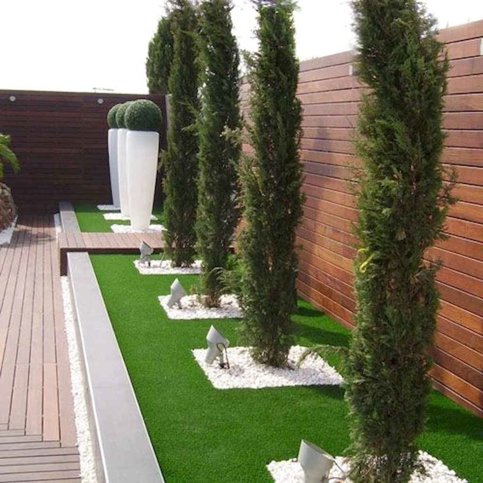 Туи и дерен вдоль забора