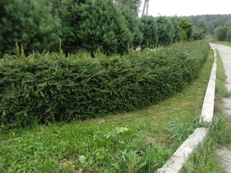 Живая изгородь пихта бальзамическая