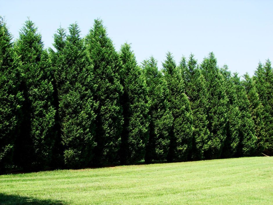 Сосна Кедровая изгородь