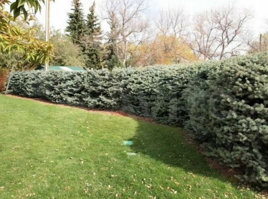 Ель голубая Сан Изабель