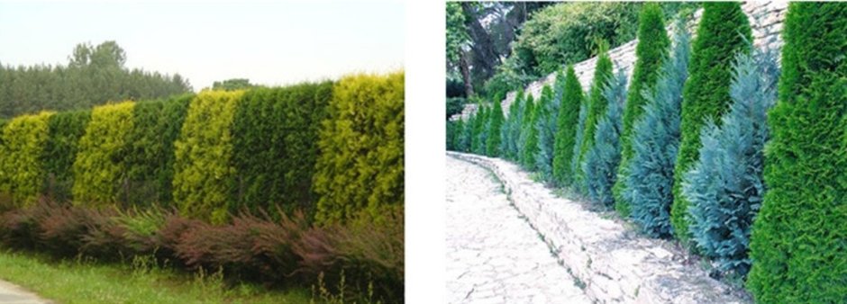 Ель Коника Живая изгородь