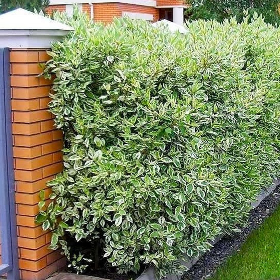 Дерен Элегантиссима