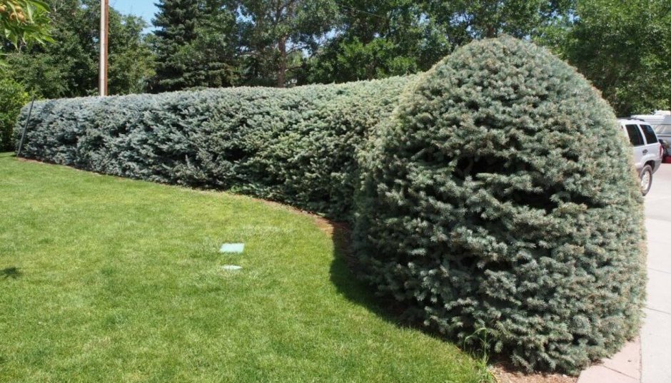 Ель колючая Глаука Живая изгородь