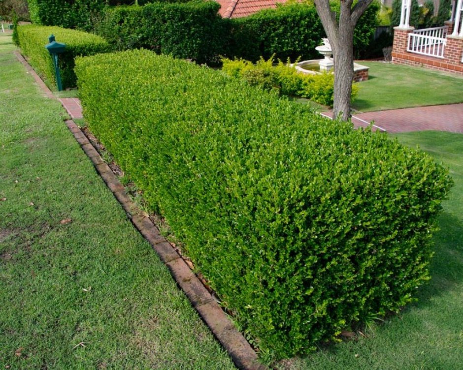 Buxus sempervirens самшит