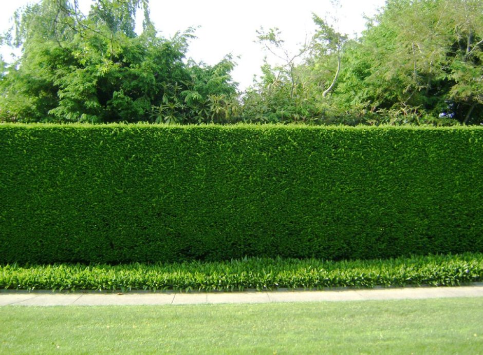 Бирючина блестящая изгородь
