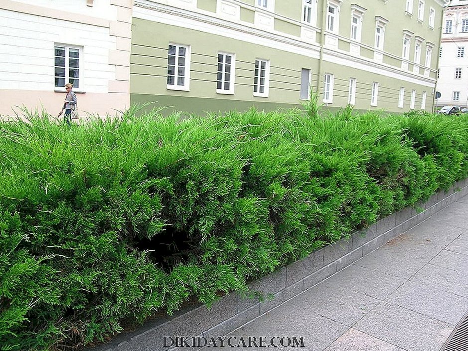 Минт джулеп Живая изгородь