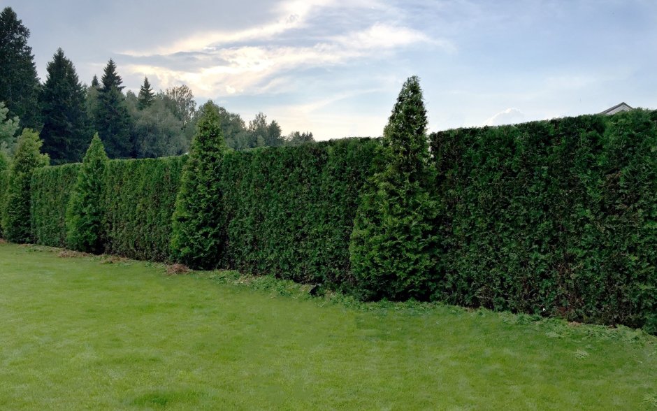Туя Живая изгородь