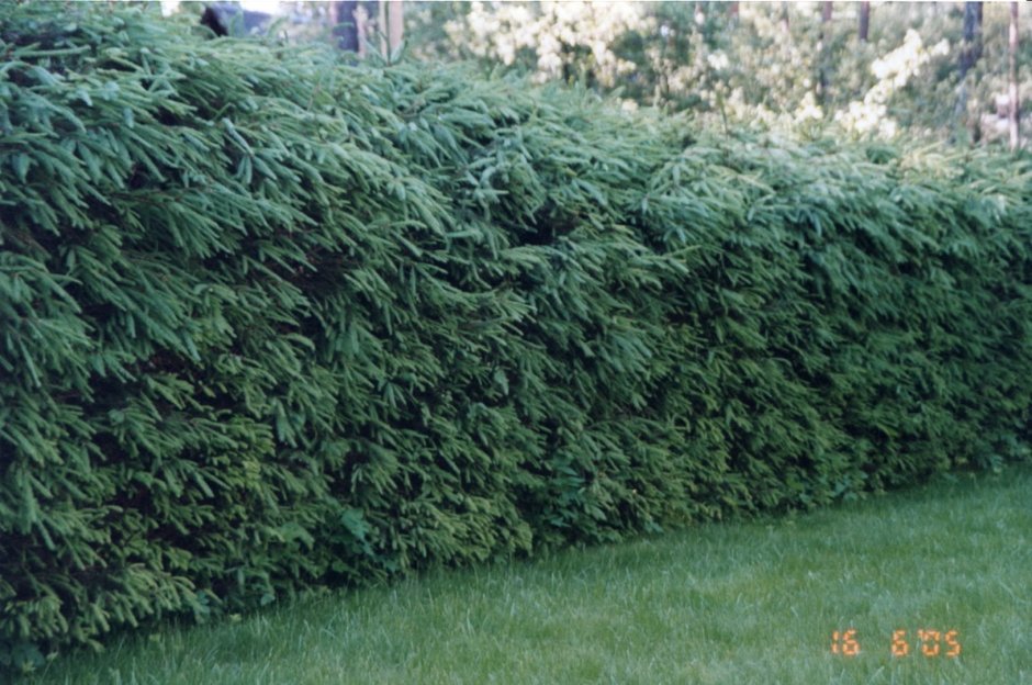 Ель обыкновенная изгородь
