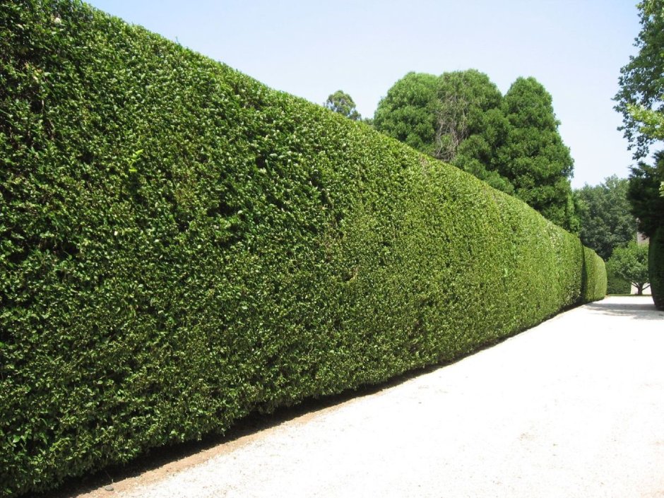 Смолосемянник изгородь