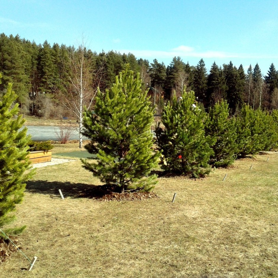 Сосна Горная Живая изгородь
