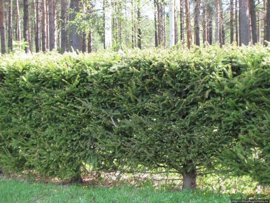 Ель Сибирская Живая изгородь