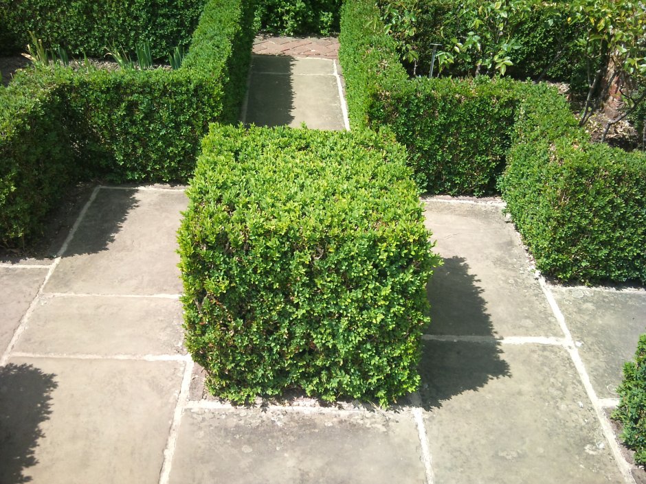 Кизильник блок живой изгороди