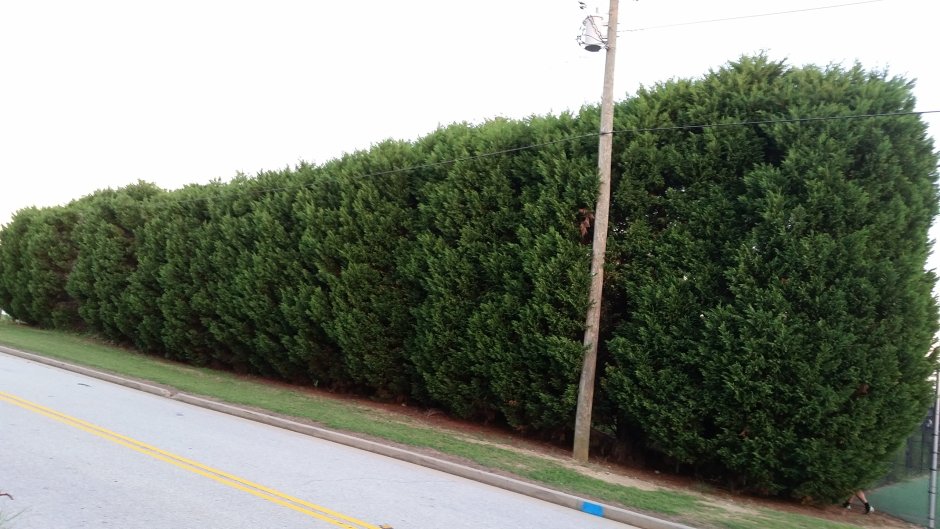 Сосны кедры Живая изгородь