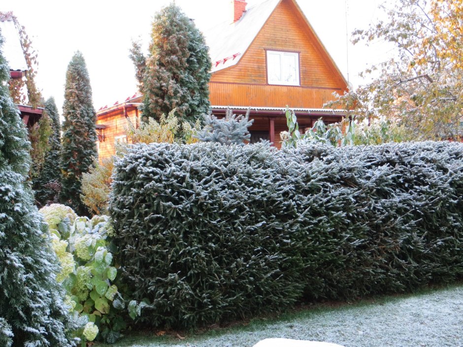 Ель Сибирская Живая изгородь