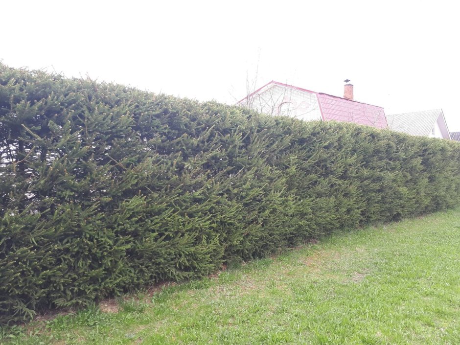 Пихта Сибирская Живая изгородь