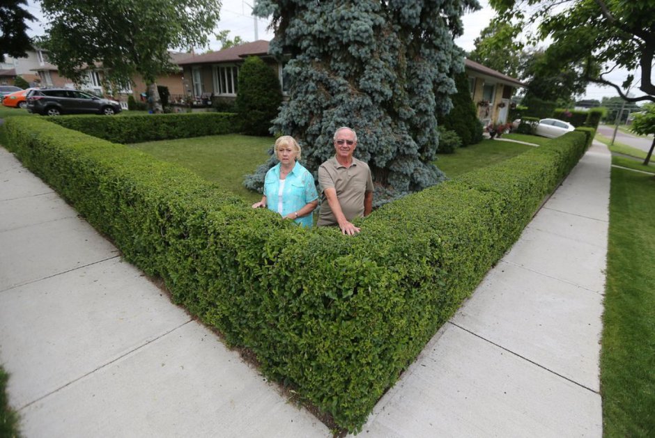 Бирючина и туи Живая изгородь