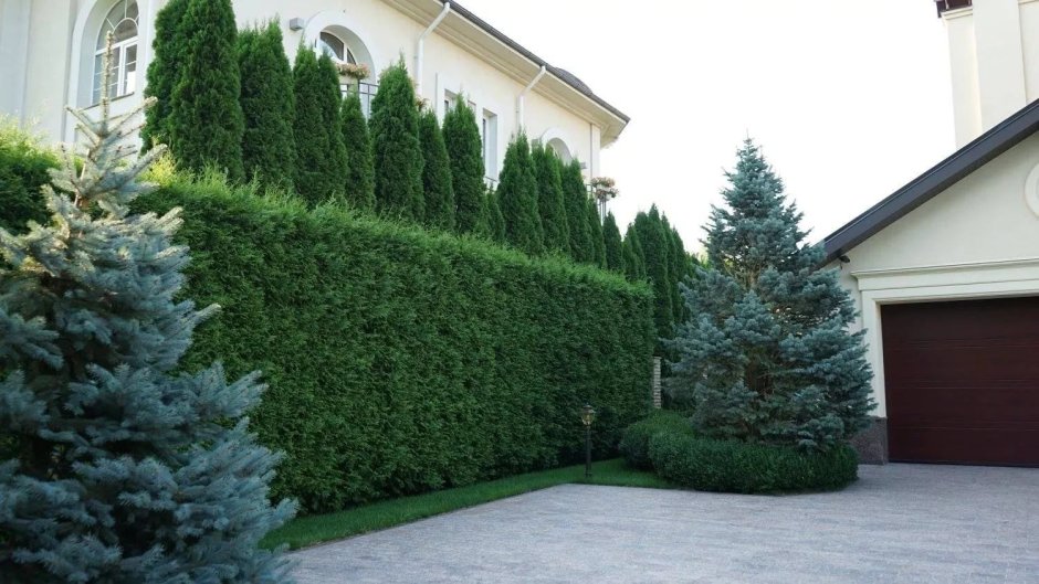 Туя Смарагд и можжевельник скальный изгородь