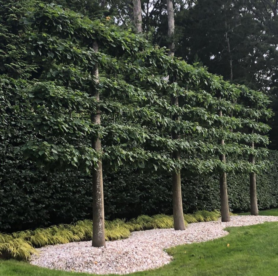 Граб березолистный