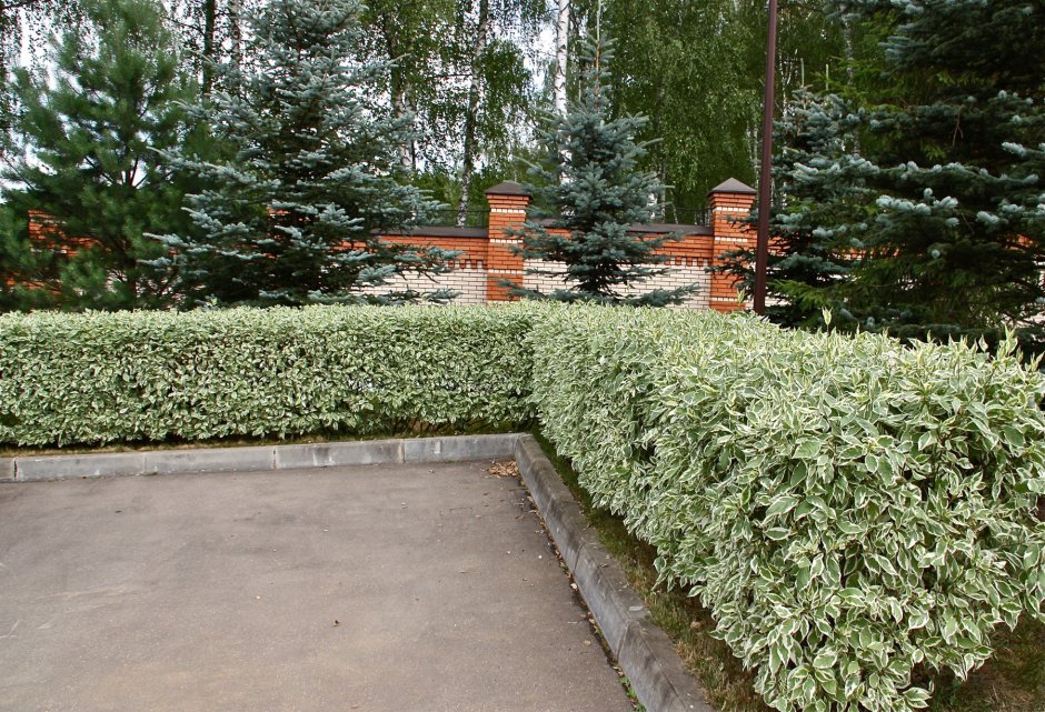 Дерен белый Элегантиссима Живая изгородь