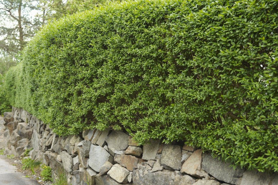 Лигуструм еловый