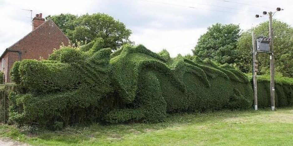 Дракон из кустов