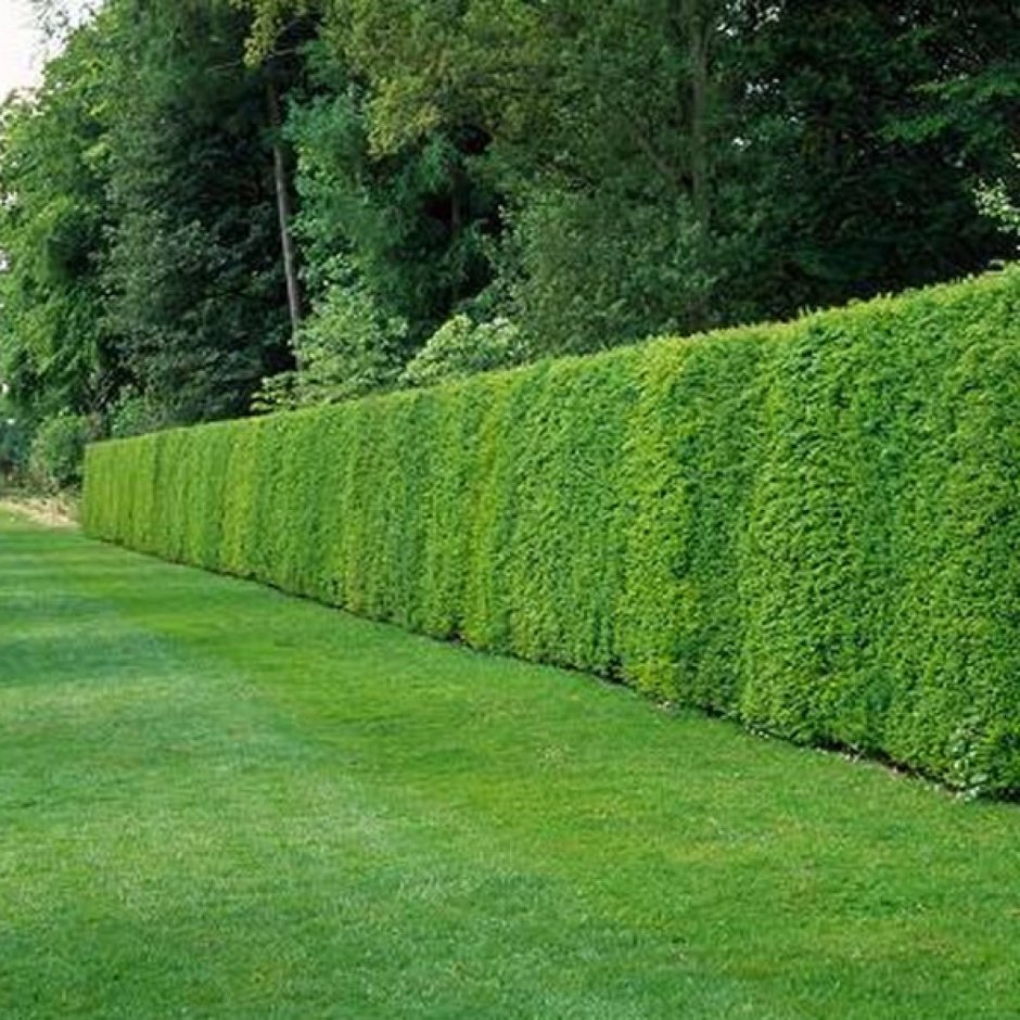 Лиственница Живая изгородь