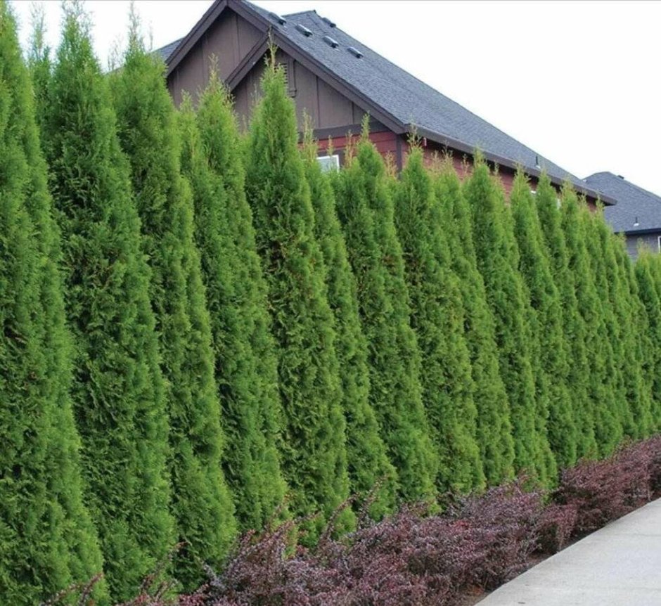 Туя Западная Смарагд