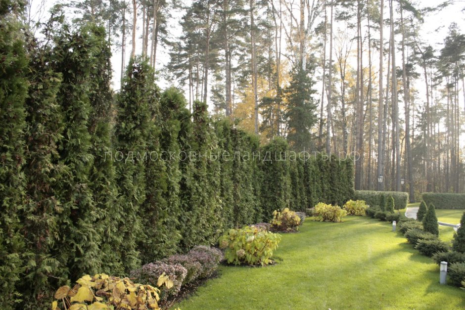 Живая Хвойная изгородь туя