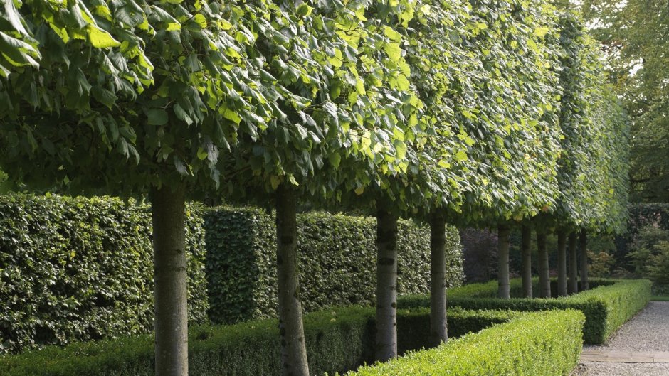 Павлония Живая изгородь