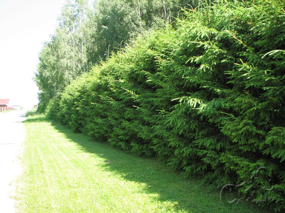 Ель Сибирская Живая изгородь