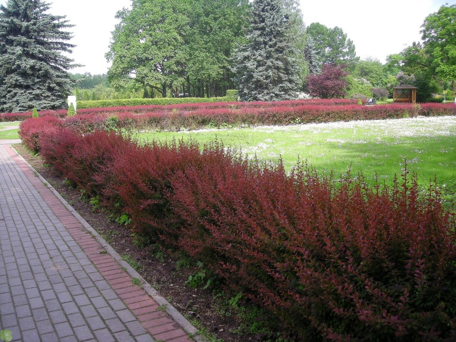 Барбарис Тунберга Живая изгородь