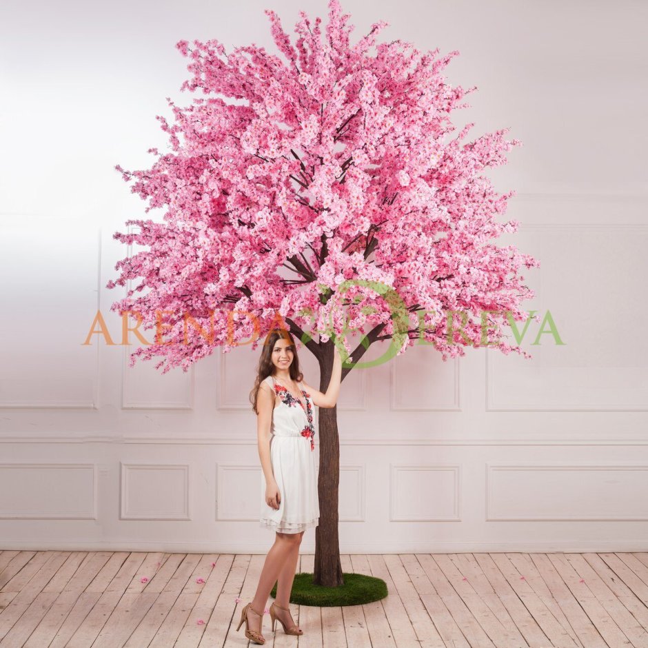 Сакура крупномер