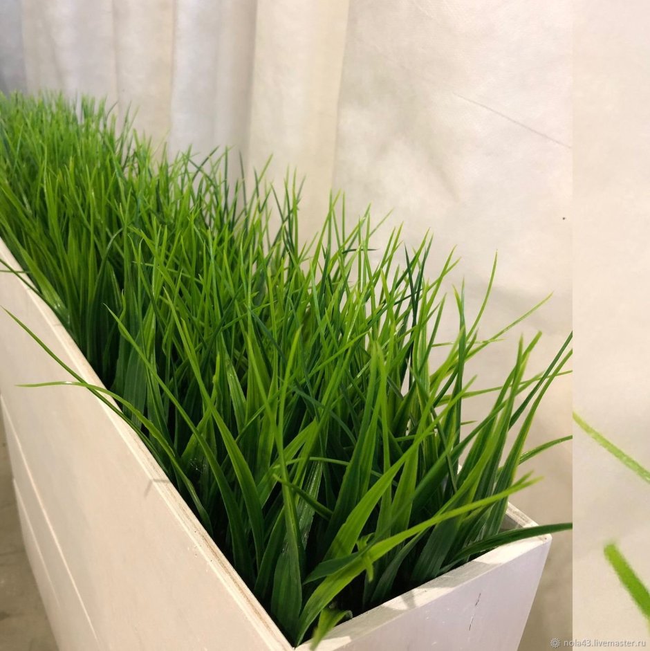 Растение в горшке