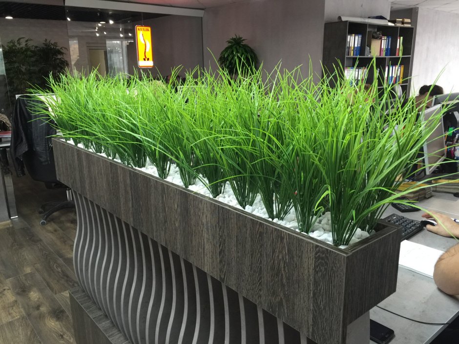 Растение в горшке