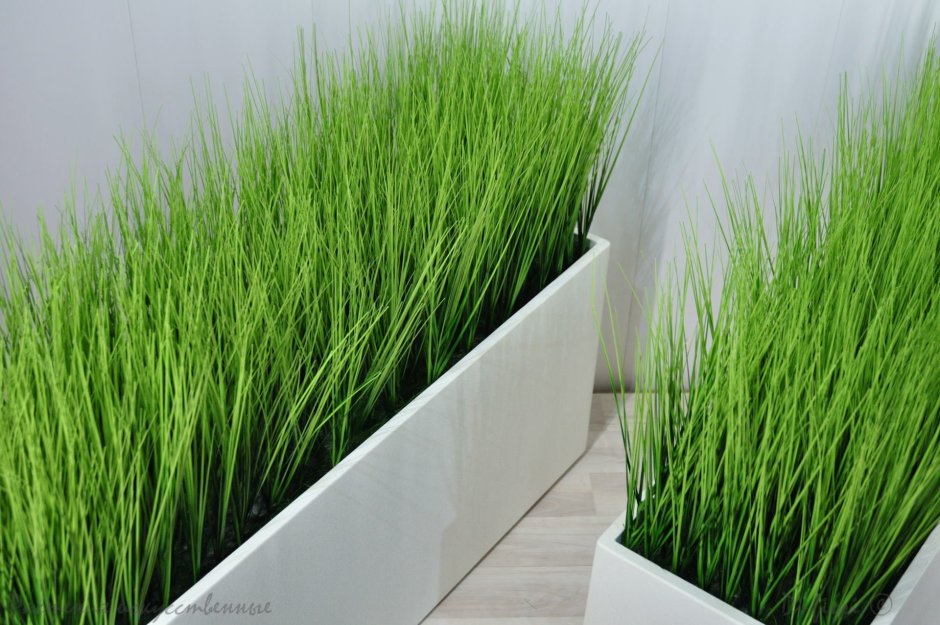 Газонная трава в кашпо