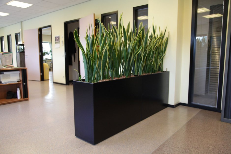 Икеа травка в горшке