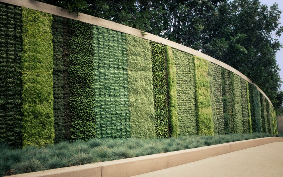 Беньес Живая изгородь