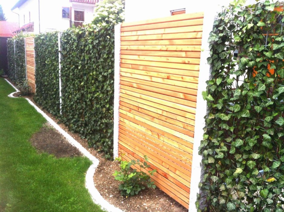 Живая изгородь Леруа Мерлен