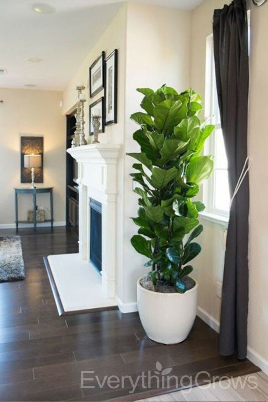 Фикус лировидный в дизайне