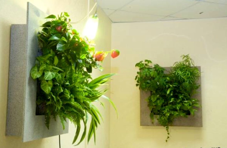 Растения в интерьере прихожей