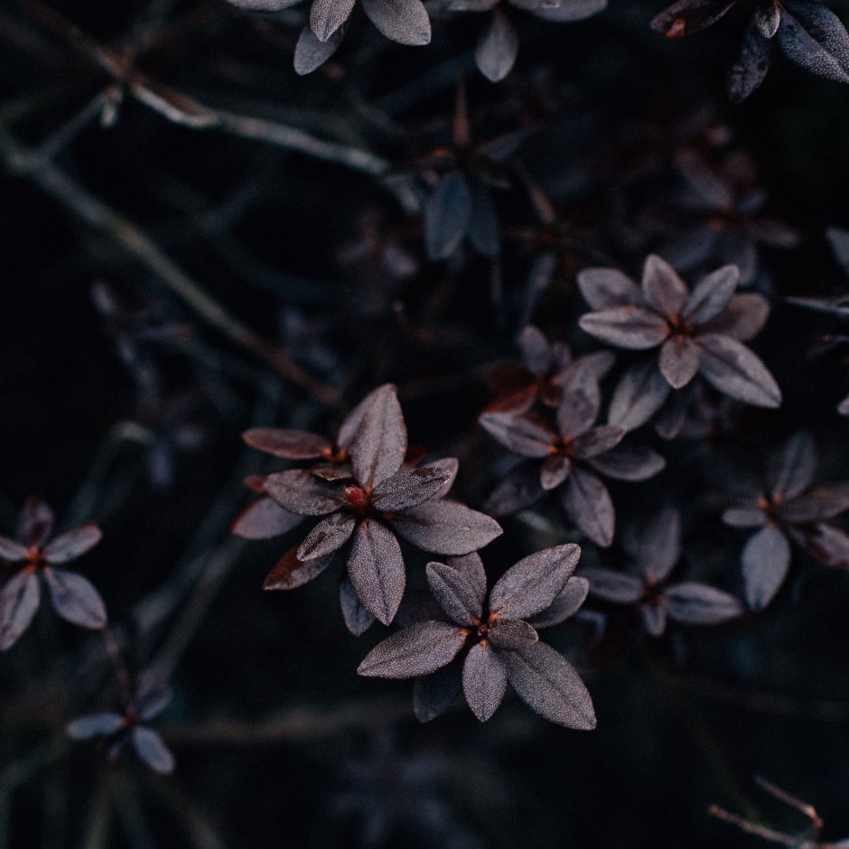 Цветы на темном фоне