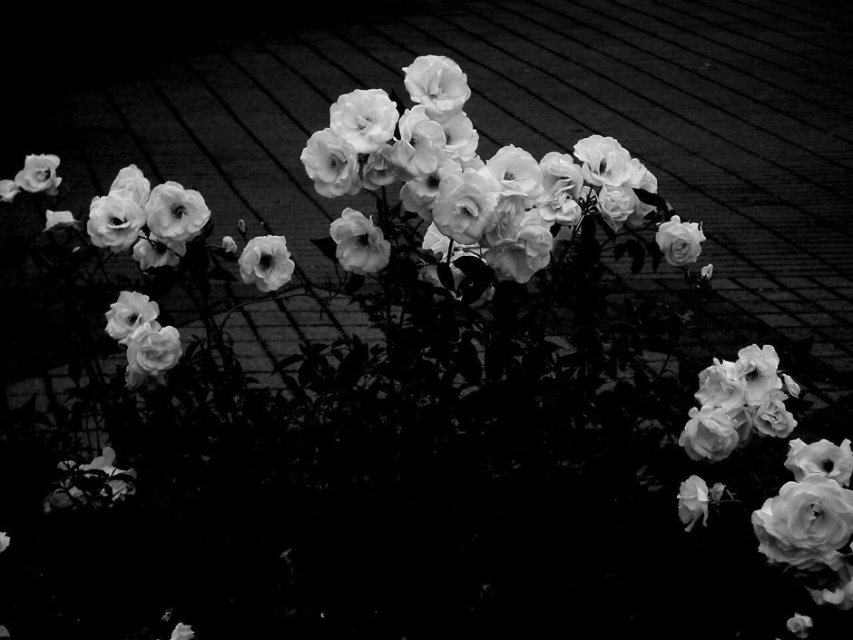 Черная роза